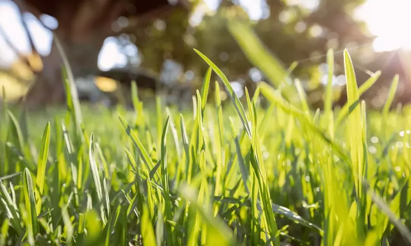 Césped artificial en entornos arbóreos: Guía de instalación y mantenimiento