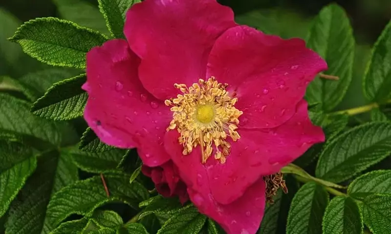 Descubriendo la Rosa Rugosa: Belleza, Cuidados y Usos