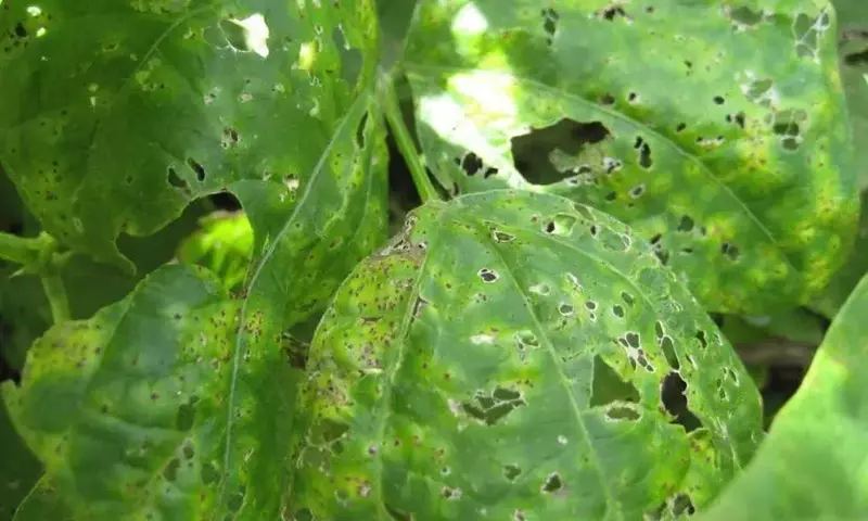 La Roya: Identificación, Tratamiento y Prevención de Esta Amenaza Fúngica en Plantas