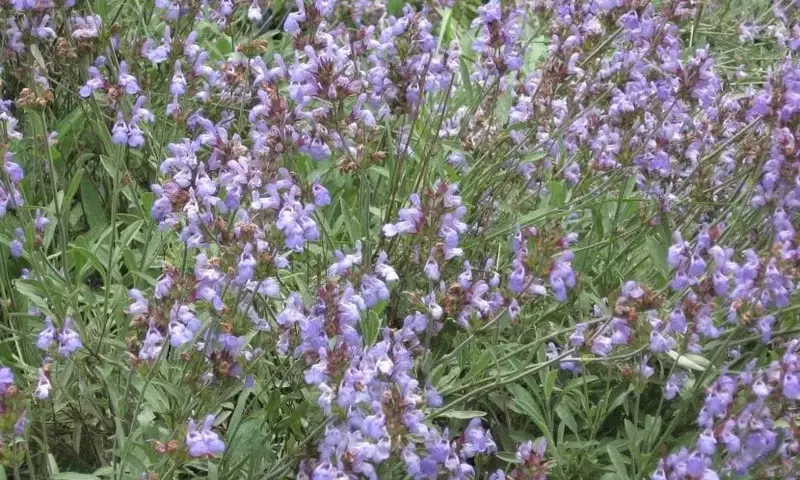 La Salvia Officinalis: Guía Completa de Cultivo y Propiedades
