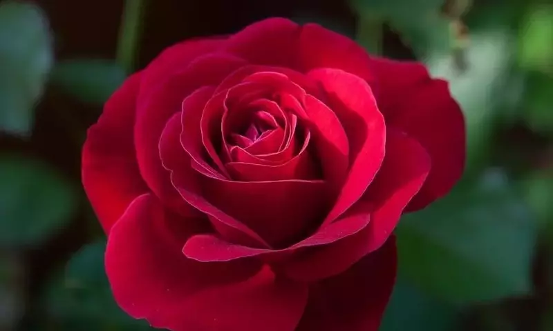 La Rosa Roja: Historia, Simbolismo y Cuidado de la Flor Eterna