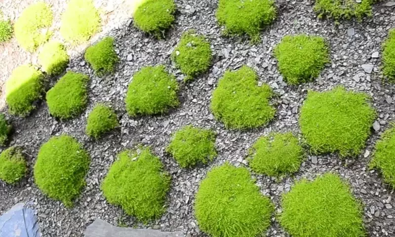 Guía Completa para el Cultivo y Cuidado de la Sagina Subulata