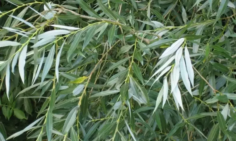Sauce Blanco: El Árbol Majestuoso con Múltiples Beneficios