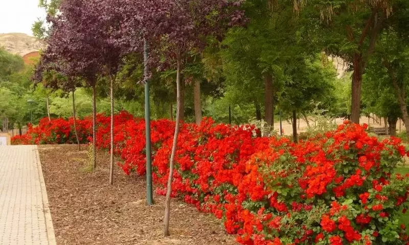 La Rosa 'La Sevillana': Belleza y Cuidados Esenciales