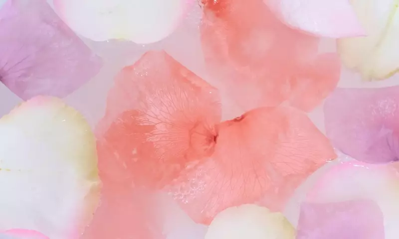 La Majestuosa Rosa Damascena: Esencia, Cuidados y Virtudes