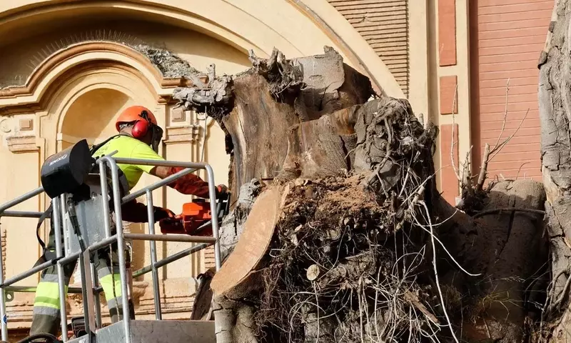 La Despedida del Ficus de Triana: Un Símbolo que Se Va