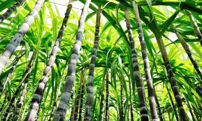 Descubriendo la Caña de Azúcar: Desde sus Orígenes hasta su Impacto Global