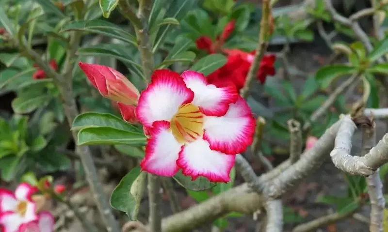 La Fascinante Rosa del Desierto: Guía Completa de Cuidado y Cultivo