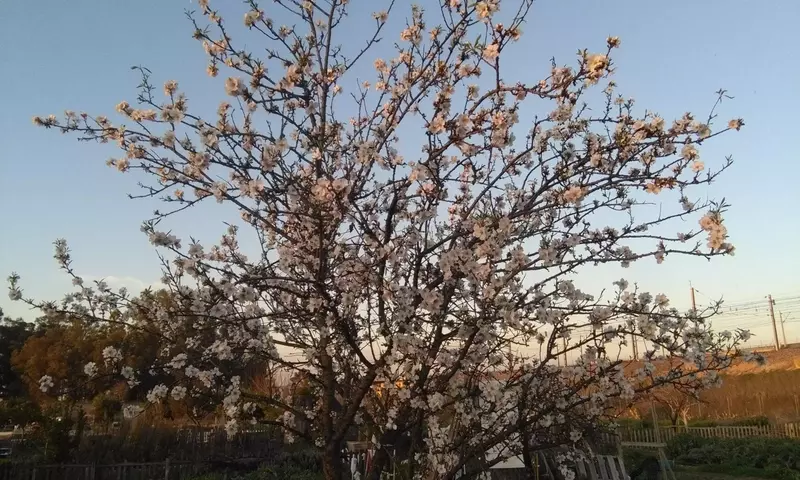 Sabiduría Popular: Refranes de Marzo y su Impacto en la Naturaleza y el Cultivo