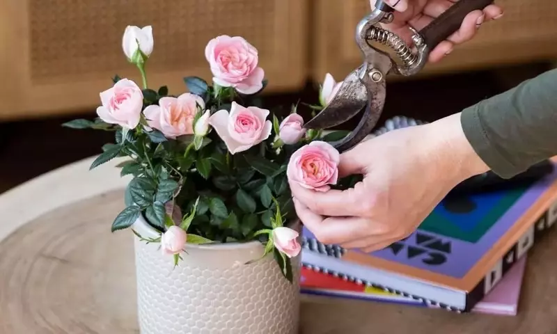 El Encanto de los Rosales Miniatura: Guía Completa de Cultivo y Cuidado
