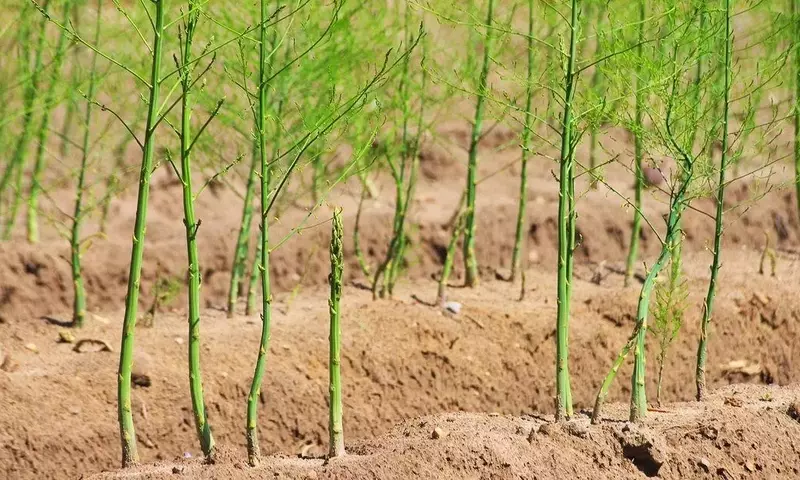 Guía Completa para la Propagación y Cuidado de la Esparraguera