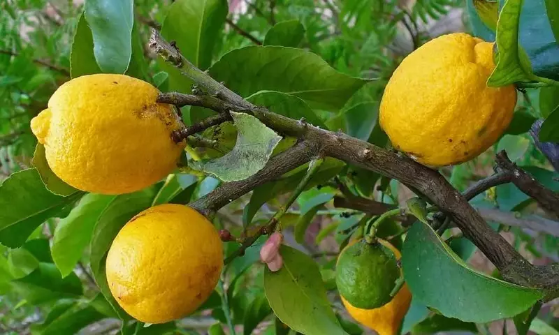 Cultivo de Árboles Frutales en Maceta: Una Guía Esencial para Jardineros Urbanos