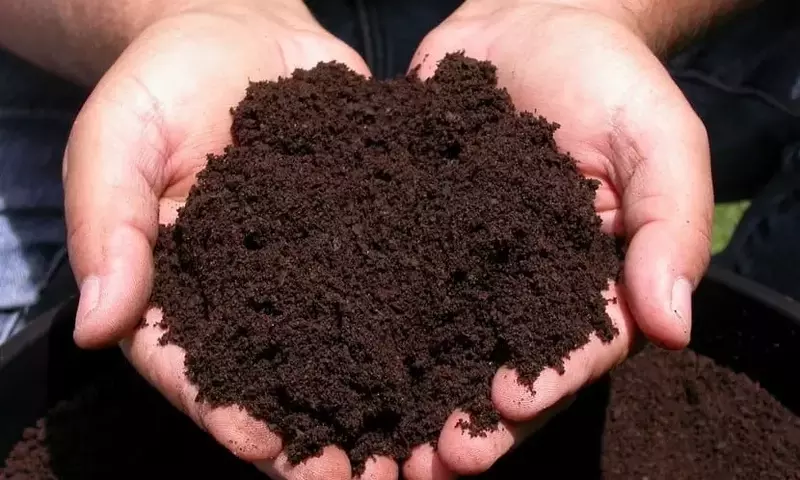 La Importancia de Fertilizar tus Plantas en Otoño para un Florecimiento Primaveral Exuberante