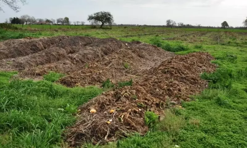 Mejorando la Fertilidad del Suelo: Abonos Esenciales para Jardines Saludables