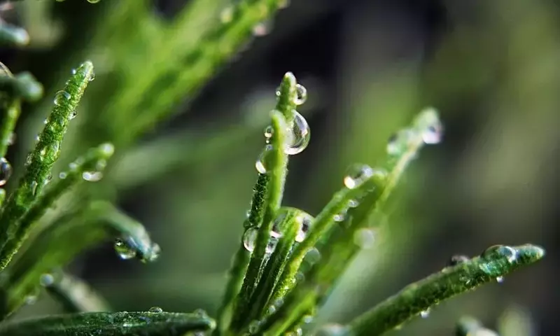 Regando con Agua del Grifo: Claves para el Cuidado de tus Plantas