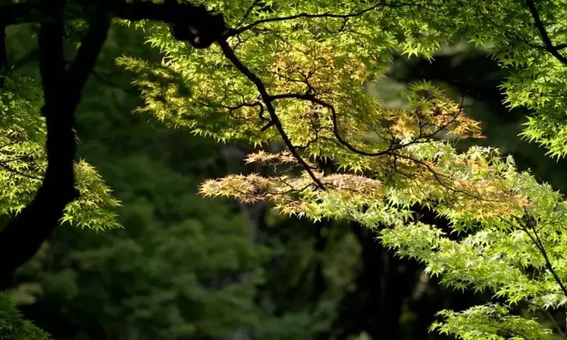La Elegancia de los Arces: Una Guía Completa para tu Jardín