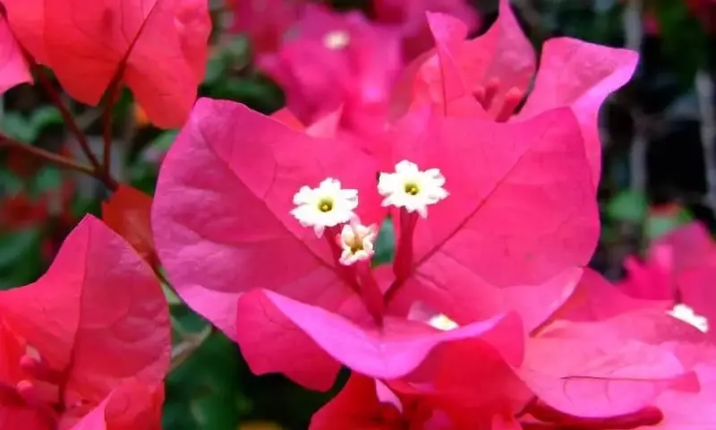 Plantas Trepadoras Ideales para Climas Cálidos