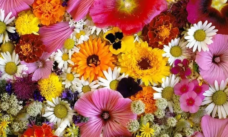 Embellezca Su Hogar con Plantas: Una Guía de Flores Exquisitas y Sus Cuidados