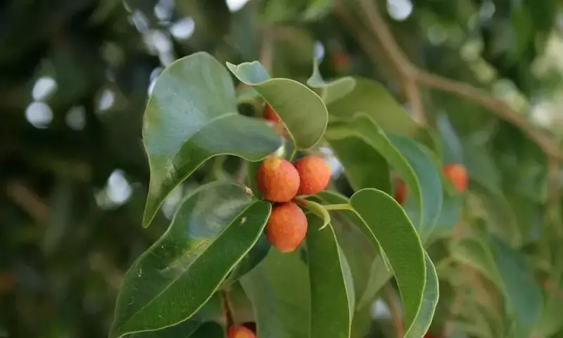Cultivo de Ficus Benjamina en Jardines: Una Guía Detallada