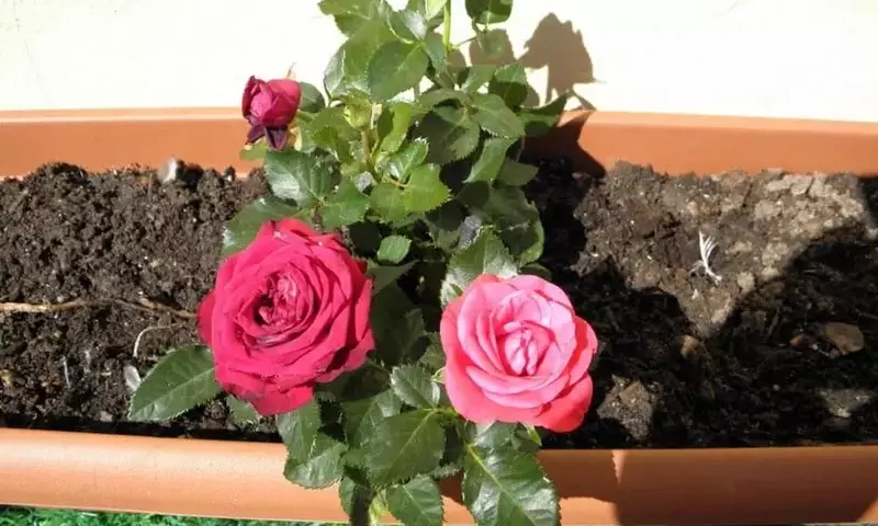 El Arte de Cultivar Rosas en Macetas: Una Guía Esencial para Jardineros Urbanos