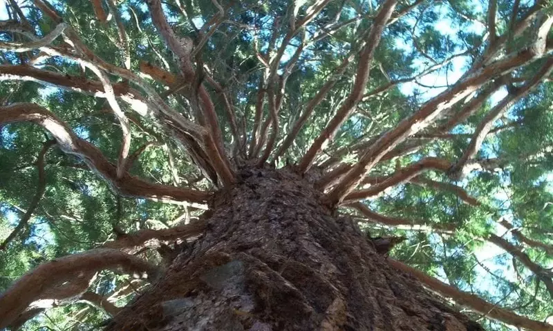 La Majestuosidad de la Secuoya Gigante: Un Coloso de la Naturaleza