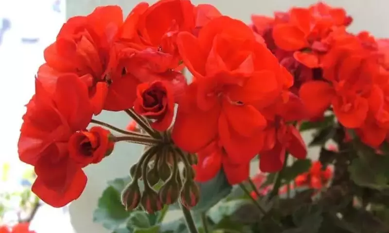 Flores Vivaces para Macetas: Guía Completa