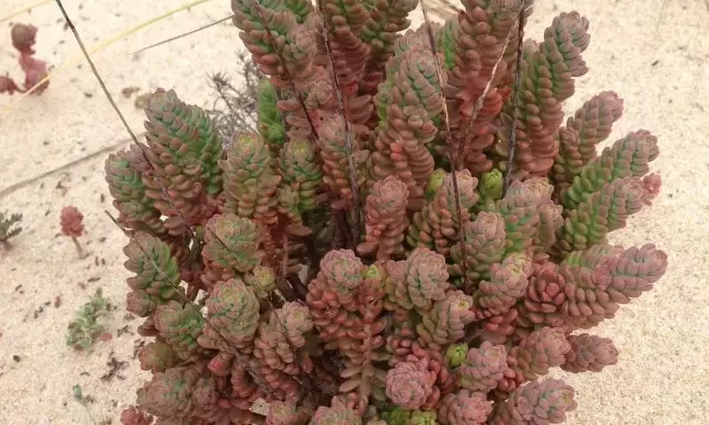 Descubriendo el Sedum Sediforme: Una Joya Botánica Mediterránea Resistente y Versátil