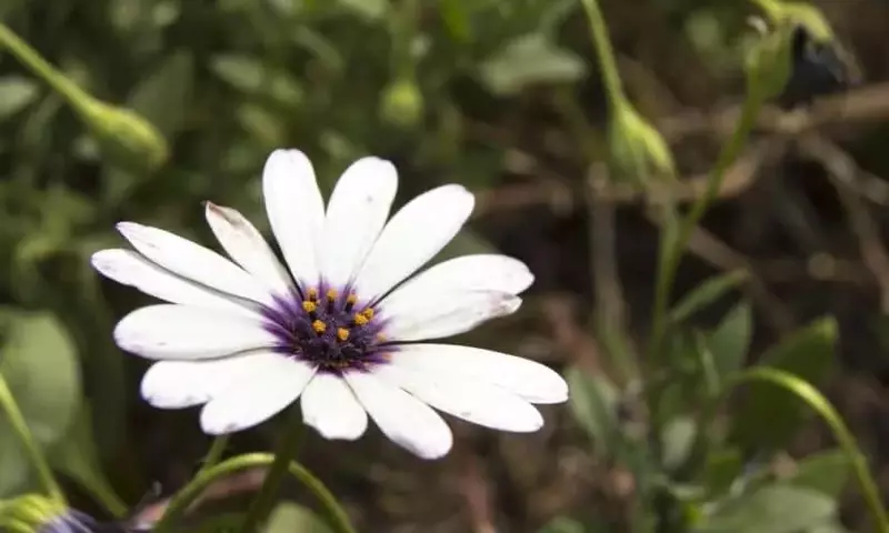Jardinería Resiliente: Seleccionando Plantas para Climas Áridos