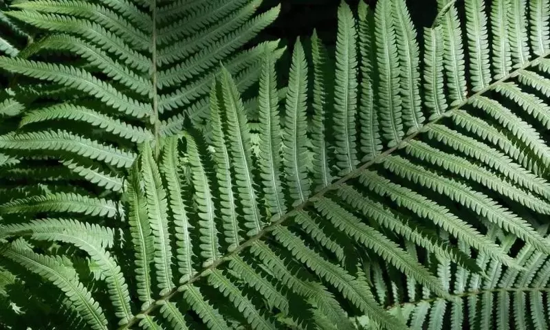 Guía Completa para un Jardín Vibrante: Descubre Plantas sin Flores que Embellecen tu Espacio