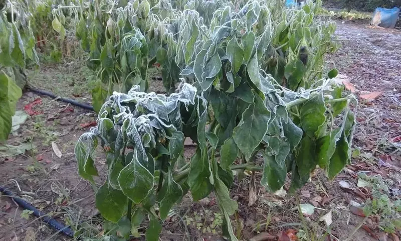 Cultivando en Enero: Estrategias Esenciales para un Huerto Productivo