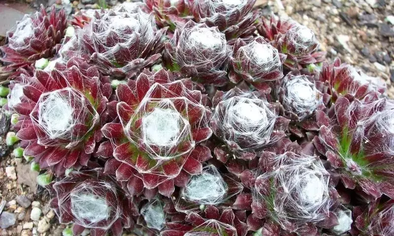 Sempervivum: Resistencia y Belleza en tu Jardín Invernal