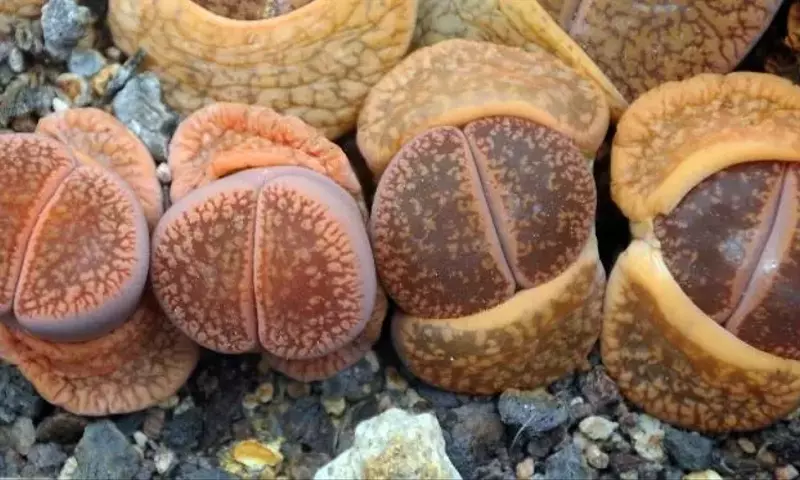Descubre el Fascinante Mundo de las Suculentas Más Singulares