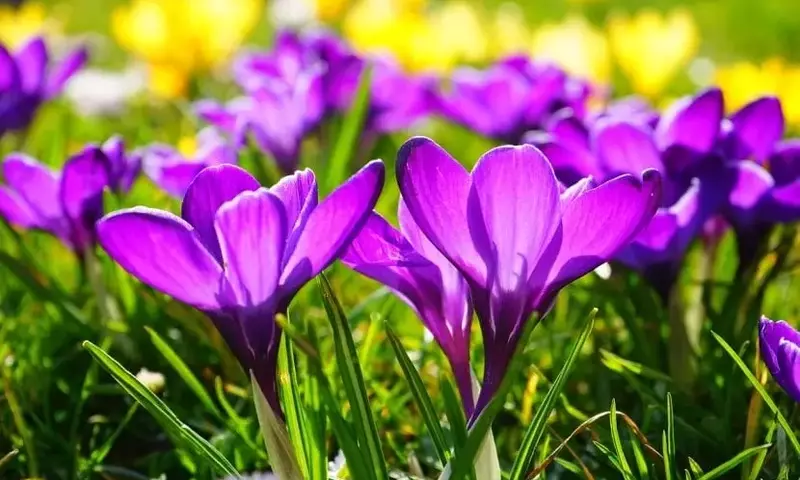 Flores Vibrantes para la Primavera: Guía Completa de Cultivo