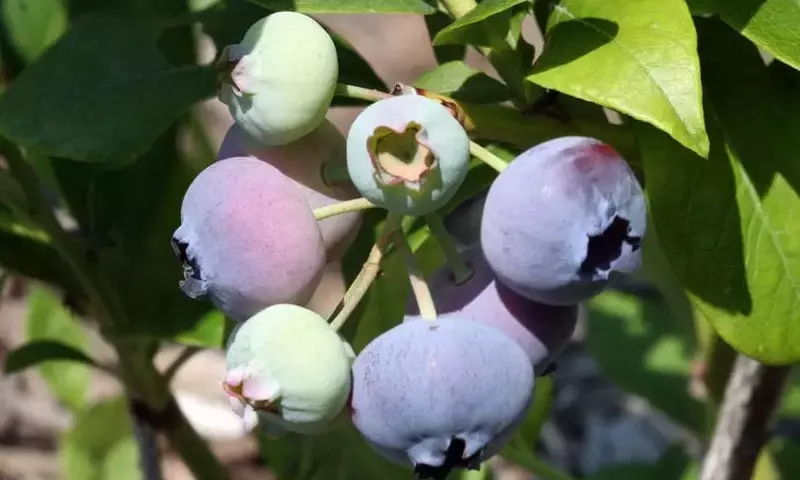 Guía Completa para el Cultivo Exitoso del Arándano: Desde la Semilla hasta la Cosecha