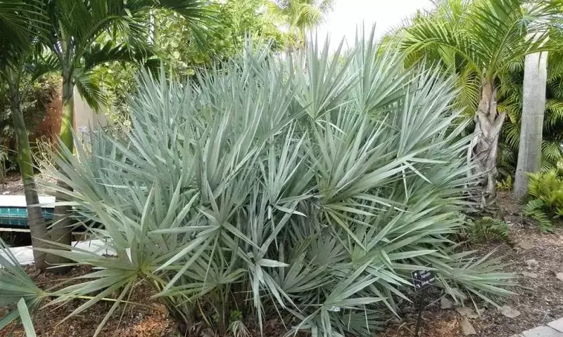 Descubriendo la Serenoa Repens: Una Palmera Versátil para tu Jardín