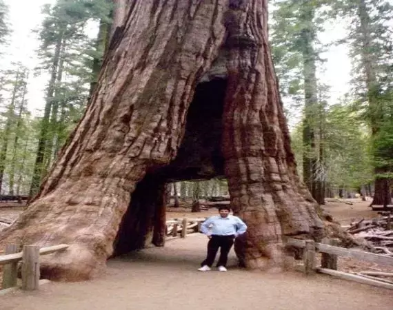 La Imponente Sequoia Gigante: Un Coloso Verde de Norteamérica
