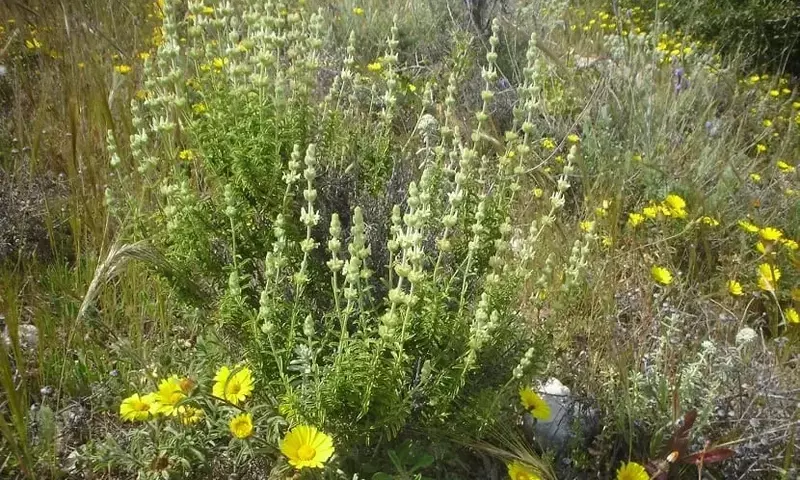 Descubriendo la Sideritis angustifolia: Propiedades y Usos Ancestrales