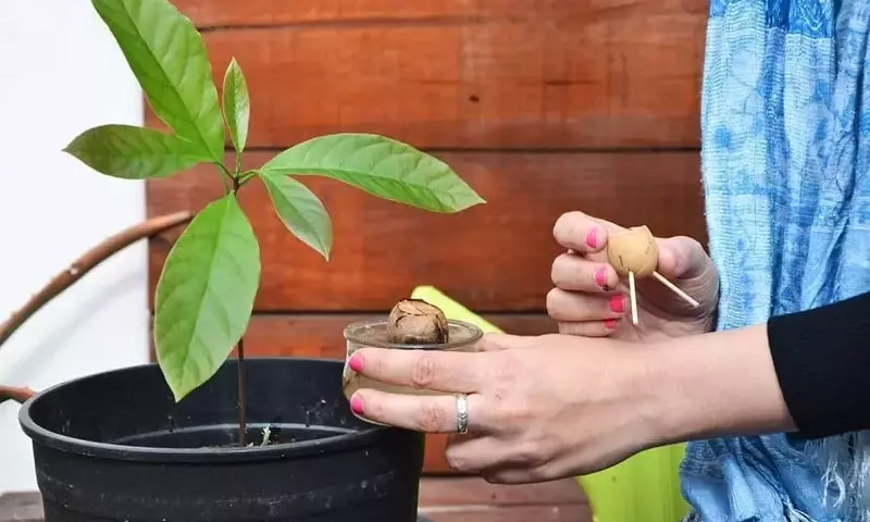 Cultivo de Aguacates en Casa: Una Guía Completa para el Éxito