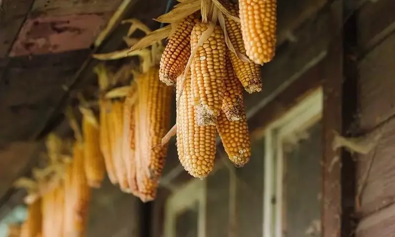 Guía Completa para el Cultivo y Cosecha del Maíz Dulce