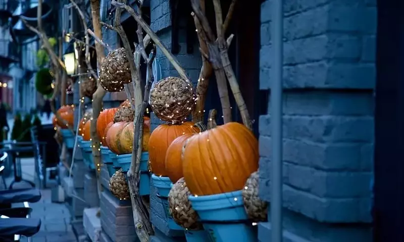 Guía Completa para el Cultivo de Calabazas: Desde la Semilla hasta la Cosecha