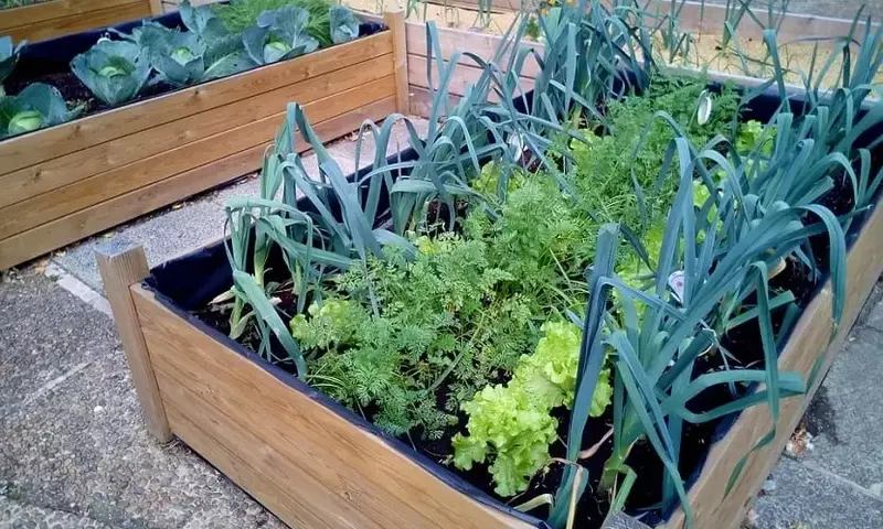 Cultivando la Naturaleza en Casa: Una Guía Completa para Huertos Urbanos
