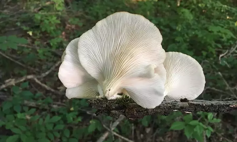 Descubriendo el Hongo Rey: Pleurotus eryngii