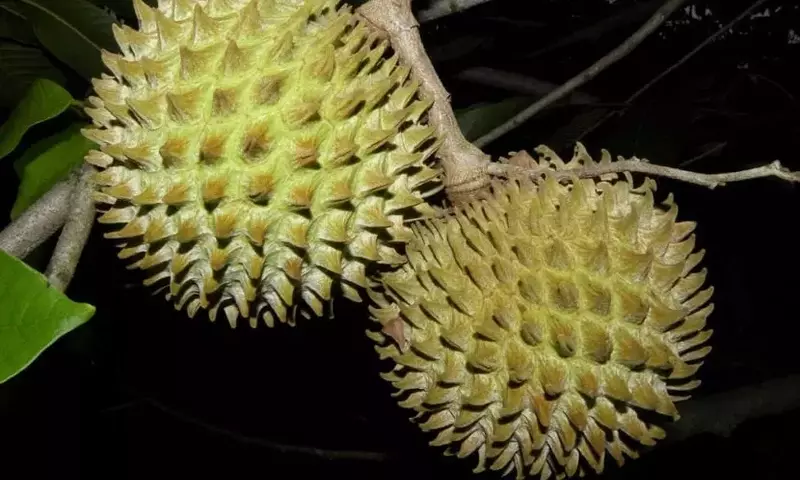Sincuya: El Fascinante Árbol Tropical que Deleita el Paladar