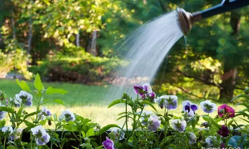 Señales de Exceso de Riego en Plantas: Cómo Identificarlas y Solucionarlas