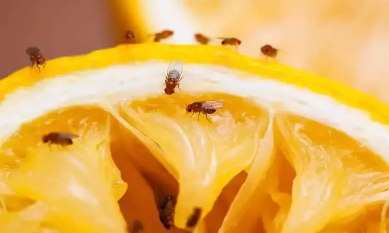 La Mosca de la Fruta: Identificación, Prevención y Métodos de Control Efectivos