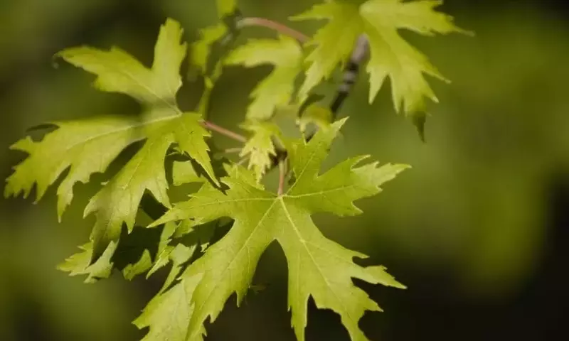 La Importancia Vital del Potasio en el Crecimiento y Salud de las Plantas