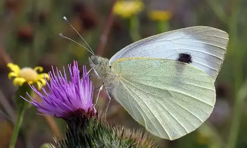 La Plaga Silenciosa: Cómo Combatir la Mariposa de la Col y Proteger tus Cultivos