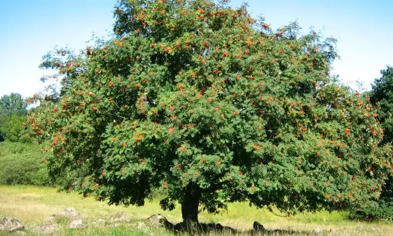 Descubriendo el Serbal de los Cazadores: Una Joya Botánica para Jardines Templados