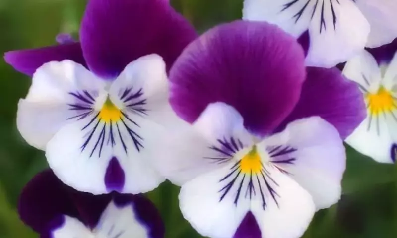 Guía Completa para el Cultivo de Flores en Invierno: Consejos y Especies Ideales