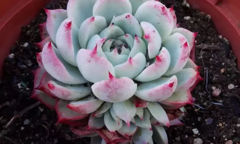 Cómo Identificar y Recuperar Plantas Suculentas Afectadas por Bajas Temperaturas